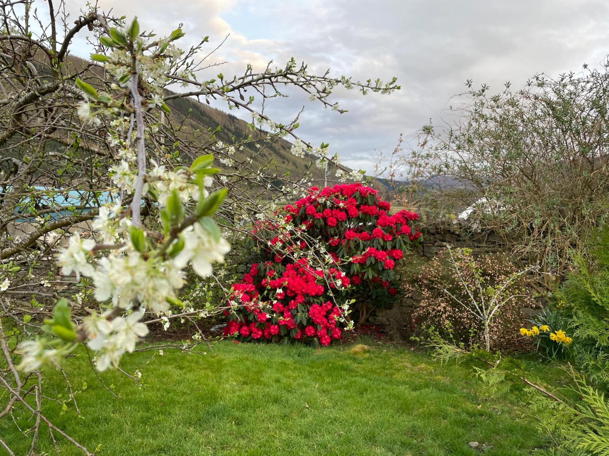 Clachan Garden B&B Garve Eksteriør billede